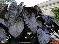 colocasia-diamond-head