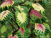 colocasia-light-pillar