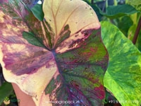 colocasia-morning-star