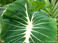 colocasia-nancy-revenge