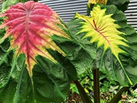 colocasia-queen-of-phoenix