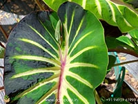 Colocasia-Stardus5