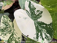 Colocasia-White-Tiger1