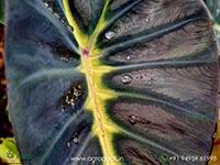 colocasia-yellow-black