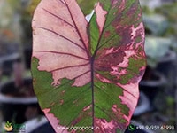 colocasia-zircon-diamond