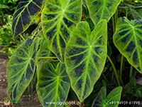 Colocasia-esculenta-Illustris5