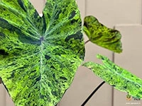 colocasia-esculenta-mojito