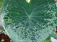 colocasia-leopard