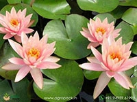 colorado-hardy-waterlily