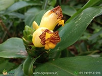 costus