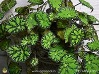 crinkle-leaf-begonia