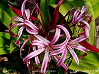 Crinum-asiaticum-giant-pink-spider-lily4