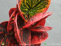 croton-red-apple