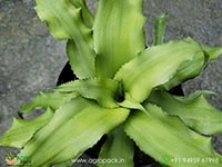 cryptanthus-acaulis-jade