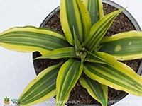 cryptanthus-acaulis-variegatus