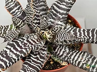cryptanthus-zonatus