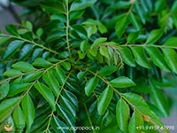 curry-leaf