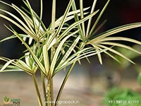 Cyperus-Alternifolius-Variegated-Umbrella-Grass4