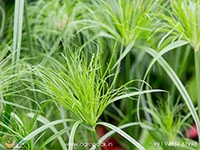 cyperus-dwarf-egyptian-papyrus