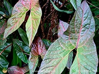 cyrtosperma-johnstonii