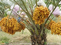 date-palm