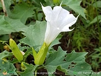 Datura-stramonium2