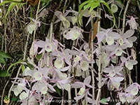 Dendrobium-Aphyllum-Orchid1
