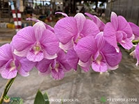 dendrobium-orchid-pink-stripe