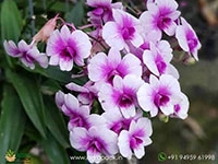 dendrobium-pink-panda-compactum