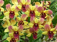 dendrobium-vanila-sweet-orchid