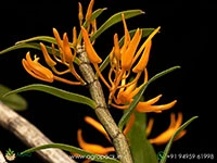 dendrobium-jerdonianum