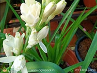 double-pettle-tuberose