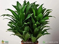 dracaena-lisa