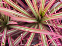 dracaena-marginata-tricolor
