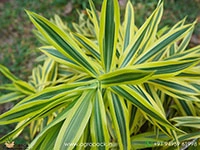 dracaena-reflexa-variegata