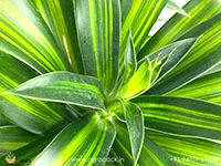 dracaena-song-of-jamaica