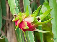 dragon-fruit