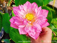 dripping-dew-lotus-tuber