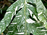 Drynaria-quercifolia-verigated2