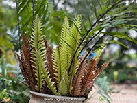 Drynaria-rigidula-Fern1