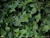 Duck-Foot-Fern3