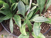 dwarf-spoon-leaf-sansevieria