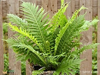 dwarf-tree-fern