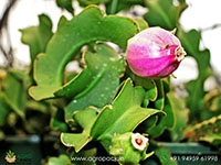 dwarf-twisted-dragon