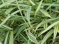 dwarf-white-bamboo-variegated