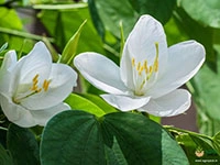 Dwarf-White-Orchid-Tree1