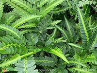 east-indian-holly-fern