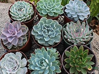echeveria-succulent-plants