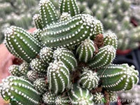 Echinopsis-Cucumber-Cactus3