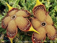 Edithcolea-Persian-Carpet4